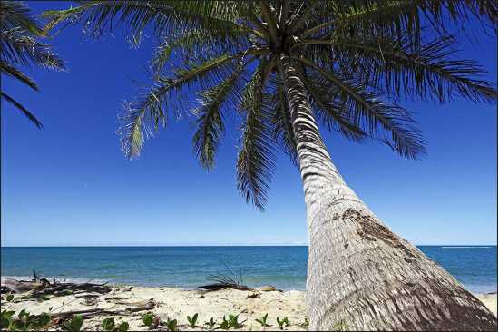 Fototapeta Plaża Ocean Palmy 90 x 135 /41358038